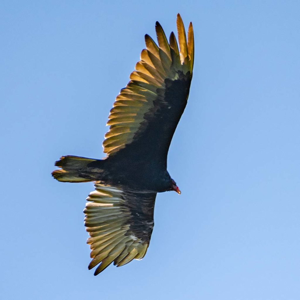 Turkey Vulture